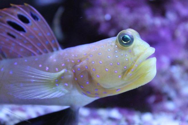 saltwater fish - cryptocentrus pavoninoides - bluespotted watchman goby stocking in 120 gallons tank - Old man of the tank