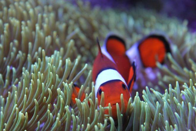 saltwater fish - amphiprion ocellaris - ocellaris clownfish stocking in 120 gallons tank - Home sweet green carpet home.