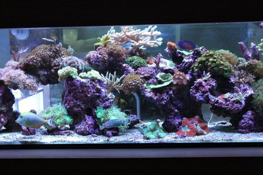 Rated #5: 120 Gallons Reef Tank - My living room Aquascape