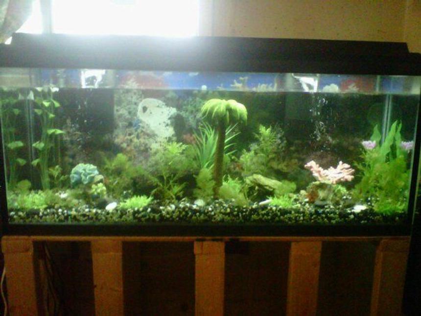 Rated #106: 90 Gallons Planted Tank - about 30 live plants 16 cichlids one eel and one algae eater. Still in progress this tank is my underwater paradise
