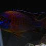 freshwater fish - aulonocara stuartgranti ngara - ngara flametail stocking in 125 gallons tank - My African Peacock (unsure true name)