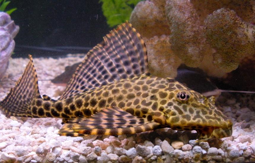 Rated #74: Freshwater Fish - Glyptoperichthys Gibbiceps - Sailfin Pleco (l-83) Stocking In 125 Gallons Tank - My Highfin Leopard Pleco