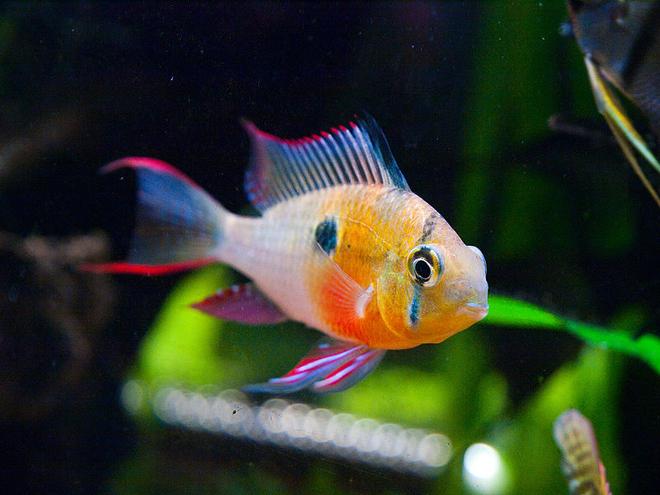 freshwater fish - microgeophagus altispinosa - bolivian ram stocking in 33 gallons tank - Bolivian Ram