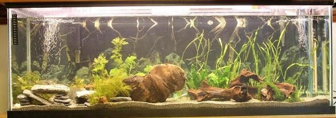 45 gallons planted tank (mostly live plants and fish) - New setup