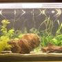 45 gallons planted tank (mostly live plants and fish) - New setup
