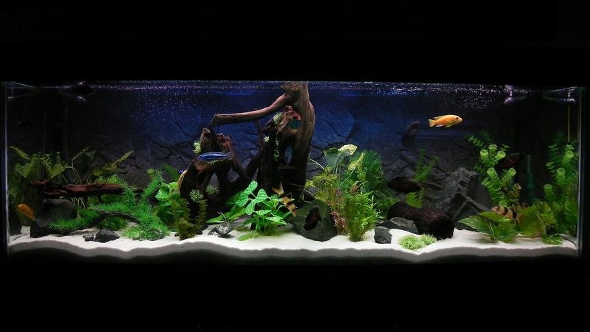Rated #3: 180 Gallons Freshwater Fish Tank - 6x2x2, 180 gal