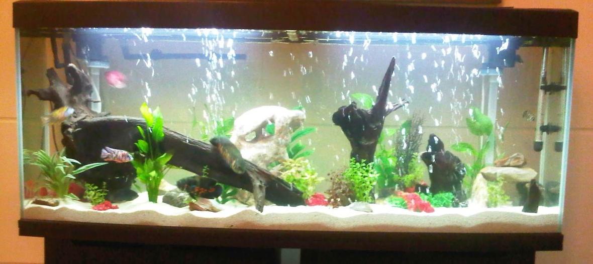 68 gallons freshwater fish tank (mostly fish and non-living decorations) - ----