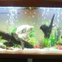 68 gallons freshwater fish tank (mostly fish and non-living decorations) - ----