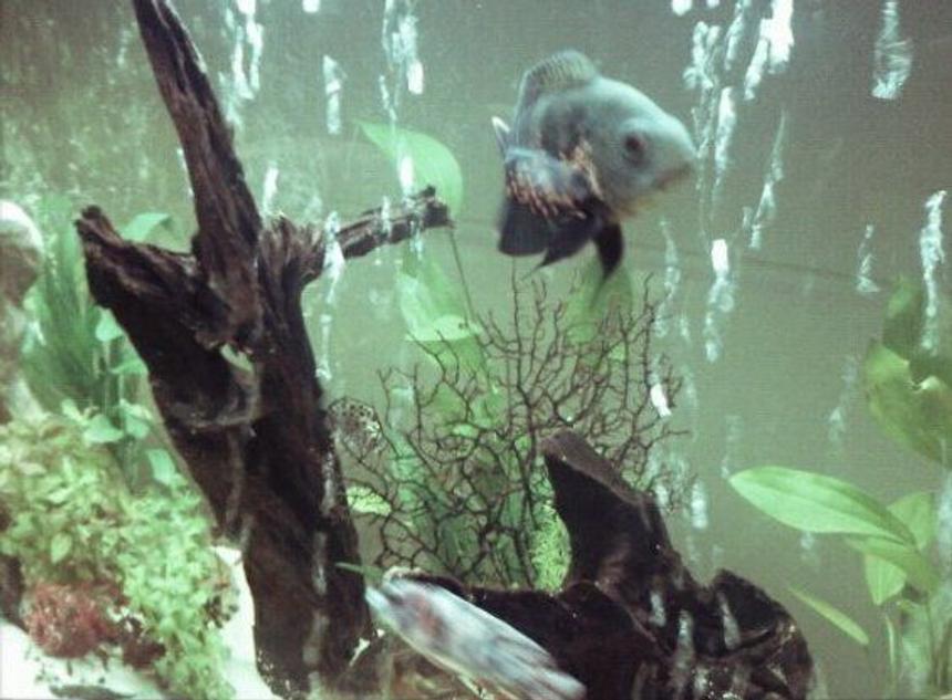 Rated #101: Freshwater Fish - Astronotus Ocellatus - Red Oscar Stocking In 68 Gallons Tank - Oscar