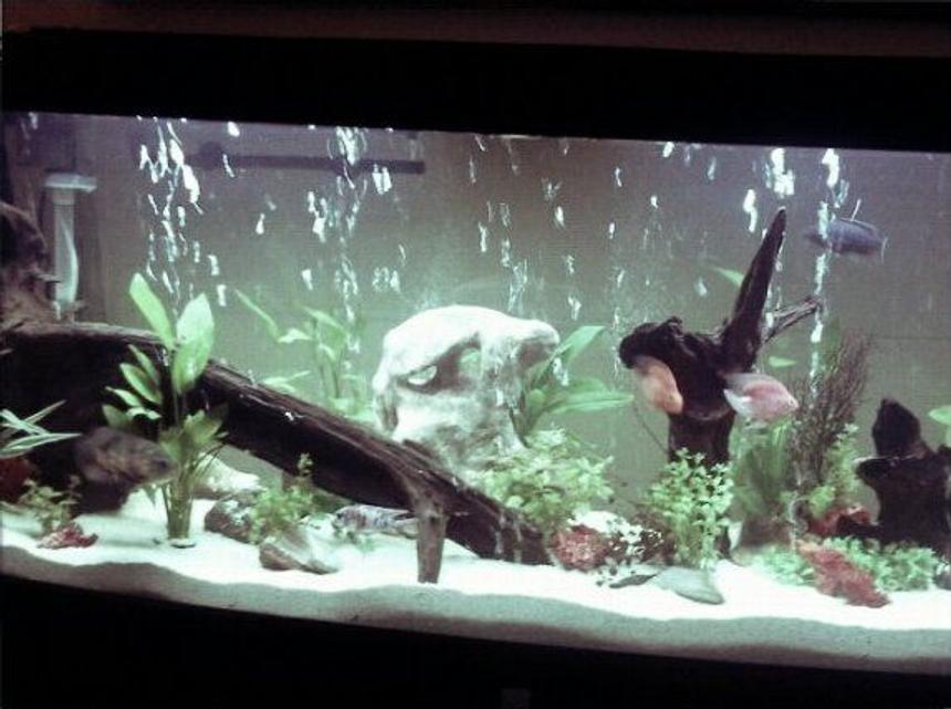 Rated #149: 68 Gallons Planted Tank - t