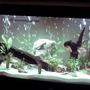 68 gallons planted tank (mostly live plants and fish) - t