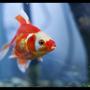 freshwater fish - carassius auratus - fantail goldfish stocking in 400 gallons tank - Fantail Gold Fish