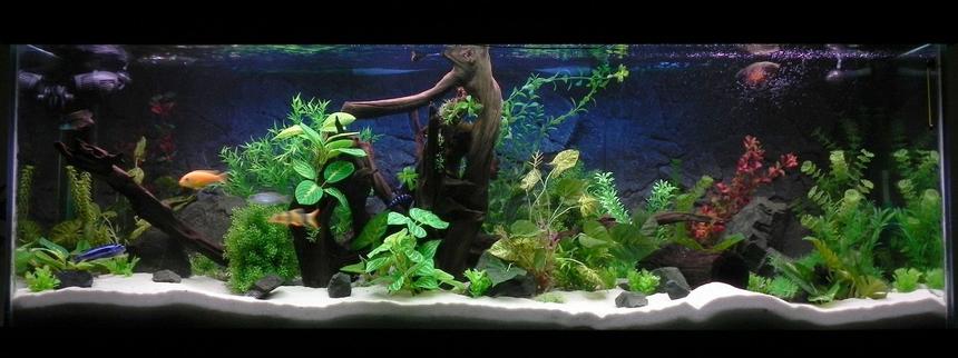 Rated #27: 180 Gallons Freshwater Fish Tank - 6x2x2, 170 gal. Another arrangement with some taller plants and more light