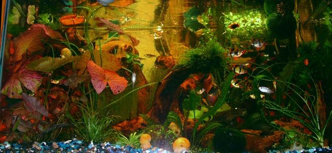 29 gallons planted tank (mostly live plants and fish) - 6 months later