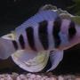 freshwater fish - cyphotilapia frontosa - frontosa cichlid stocking in 125 gallons tank - My Frontosa