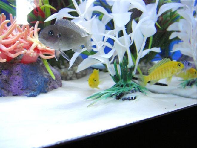 freshwater fish - metriaclima lombardoi - kenyi cichlid stocking in 55 gallons tank