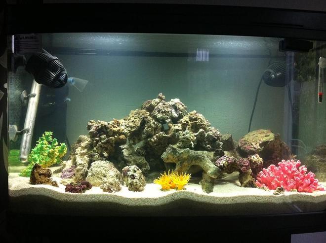 22 gallons reef tank (mostly live coral and fish) - Just started this marine tank, thought Id update its progress as I go. 

Lots of Marine Sand, and 15KG of Live Rock to start me off, Currently running the Interpet internal filter until my Tetratec External arrives later in the week, I`ll let them run side by side for a few weeks and then remove the Internal to free a bit of space, Also got two powerheads circulating the water. Live Rock is showing signs off growth and water parameters are looking ok so far, still waiting on my spike to happen until I can even think about any fish....

What do you think of the layout?

Any changes you would make?

Any recommendations?