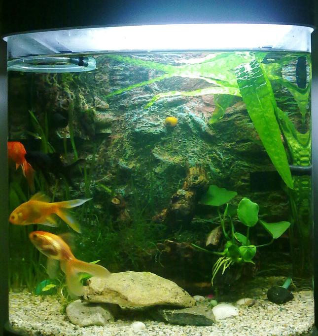 9 gallons planted tank (mostly live plants and fish) - front view
