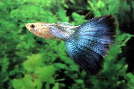 freshwater fish - poecilia reticulata - blue delta guppy stocking in 54 gallons tank - my guppy :-D