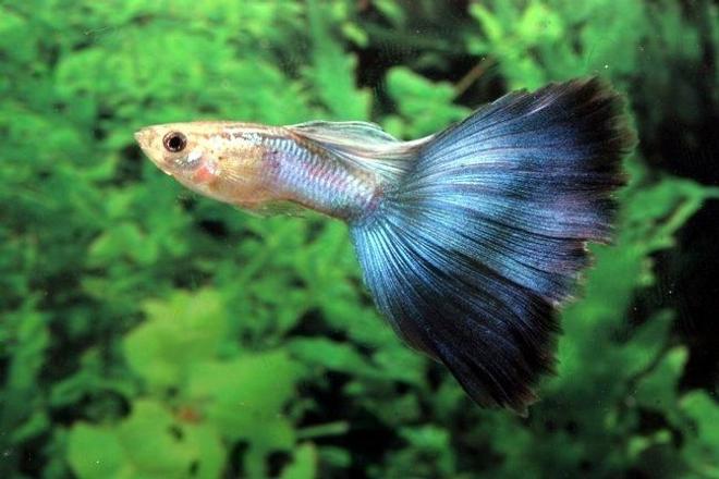 freshwater fish - poecilia reticulata - blue delta guppy stocking in 54 gallons tank - my guppy :-D