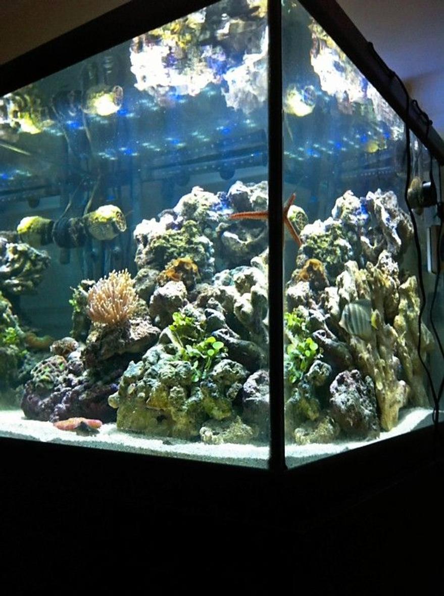 90 gallons reef tank (mostly live coral and fish) - 90 gallon square, 1.5 months old.