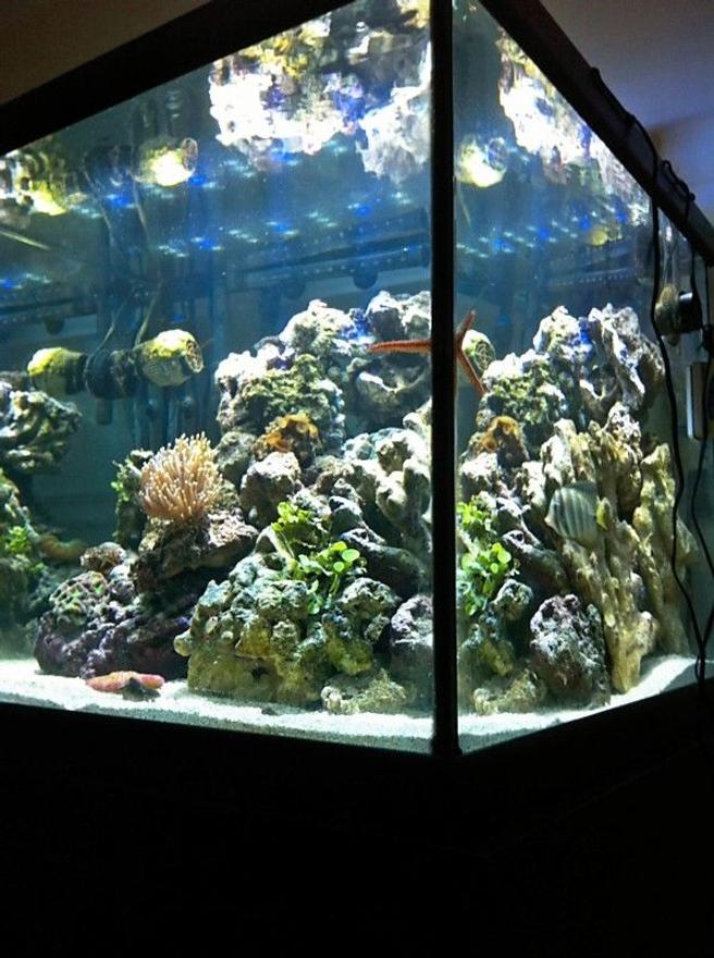 90 gallons reef tank (mostly live coral and fish) - 90 gallon square, 1.5 months old.