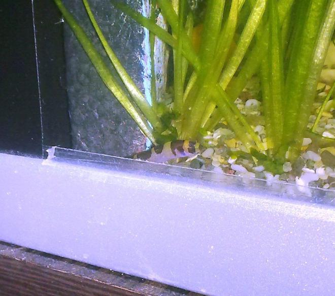 freshwater fish - pangio sp. - black kuhlii loach stocking in 9 gallons tank - kuhli