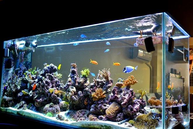 200 gallons reef tank (mostly live coral and fish) - 3D Akil's Reef Tank (you can see it on YouTube)