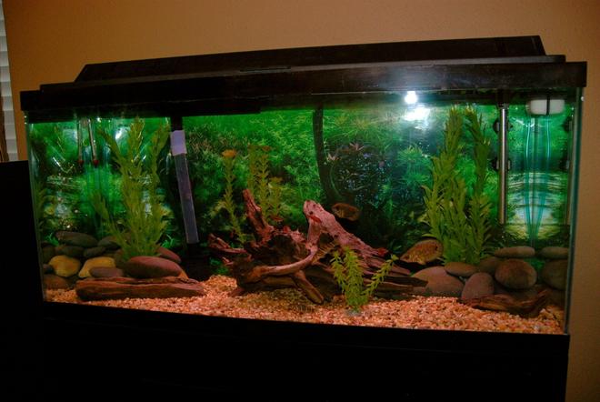 30 gallons freshwater fish tank (mostly fish and non-living decorations) - Hey! This is my 30 Gallon Freshwater Tropical Fish Tank. All the driftwood in this tank is natural that I found in the lake, also the rocks were found in the river. All the plants are artificial plants. All my fish are in the Semi-Aggresive Tropical catogory except the cherry barbs and the pleco.