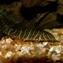freshwater fish - botia striata - zebra loach stocking in 30 gallons tank - This is one of the 2 Zebra Loachs I have in my tank. Very beautiful fish!