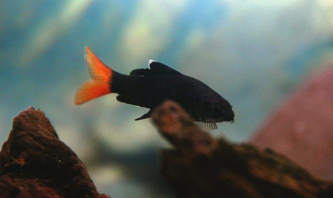 freshwater fish - epalzeorhynchos bicolor - redtail shark stocking in 30 gallons tank - This is one of the two Redtail Sharks I have in my tank. These fish are a joy to have in your tank because they are very active and have sharp colors.