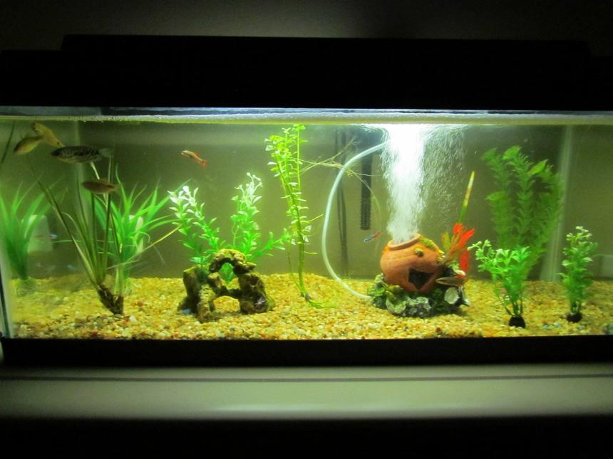 Rated #171: 20 Gallons Planted Tank - my tank is a 20 gallon long..i love it..i have 2 live plants and getting some live driftwood