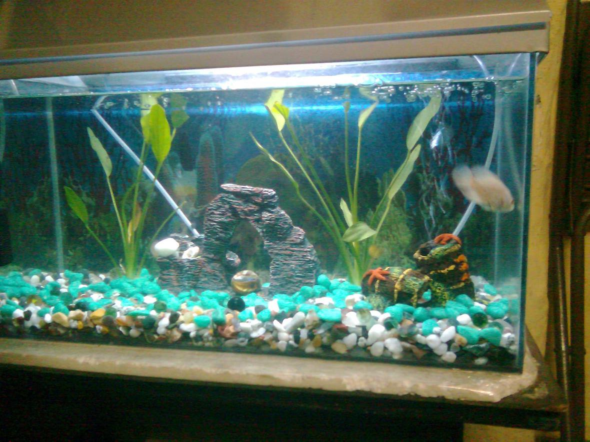 15 gallons planted tank (mostly live plants and fish) - i have two oscars in my fish tanks