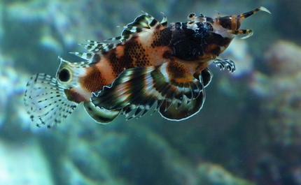 saltwater fish - dendrochirus biocellatus - fu manchu lionfish stocking in 165 gallons tank - Fu Man-Chu Lionfish Lucy