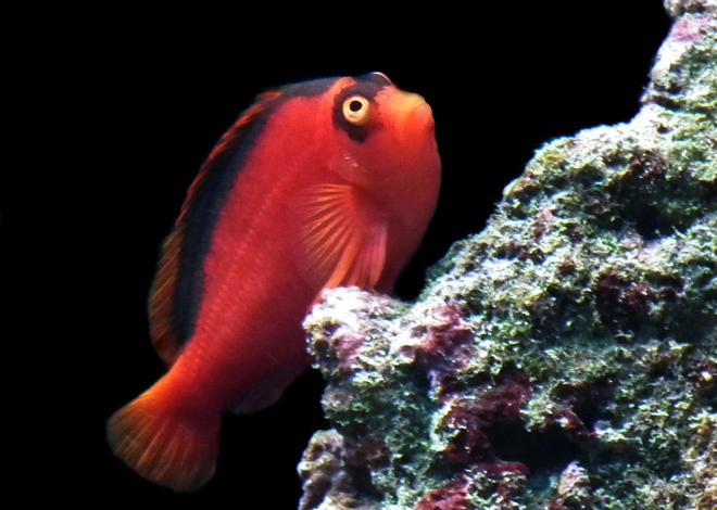 saltwater fish - neocirrhitus armatus - flame hawkfish stocking in 165 gallons tank - Flame my Hawkfish