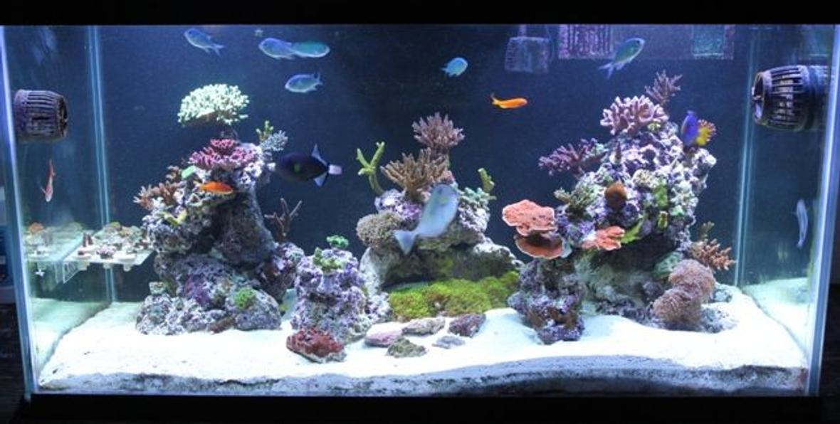 120 gallons reef tank (mostly live coral and fish) - 120g mostly sps tank.