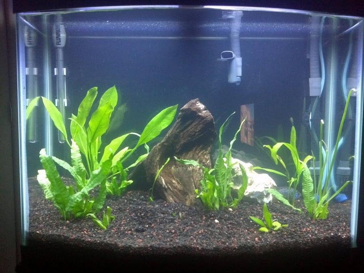 29 gallons planted tank (mostly live plants and fish) - My tank