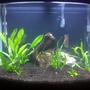 29 gallons planted tank (mostly live plants and fish) - My tank