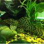 freshwater fish - hypostomus plecostomus - common pleco stocking in 52 gallons tank - my common pleco at 4" and its name is Dino :)