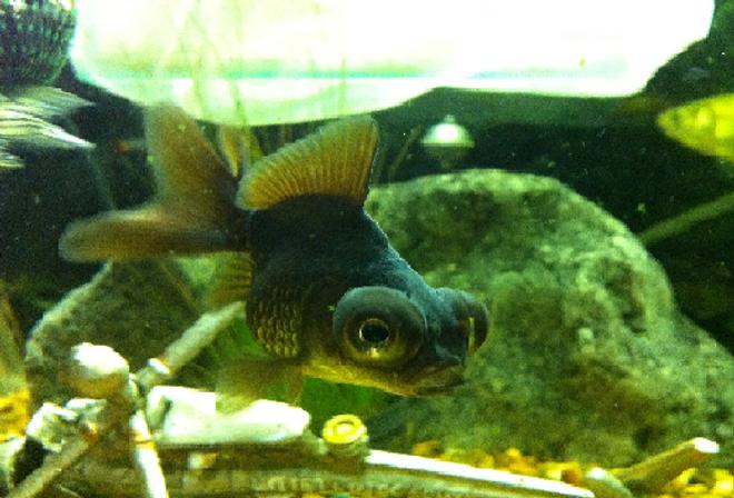 freshwater fish - carassius auratus - black moor goldfish stocking in 52 gallons tank - squishy the blackmoor