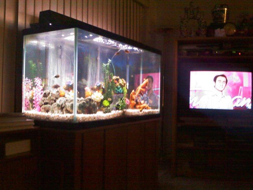 Rated #187: 150 Gallons Freshwater Fish Tank - my beautiful tank