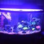 fish tank picture - blue