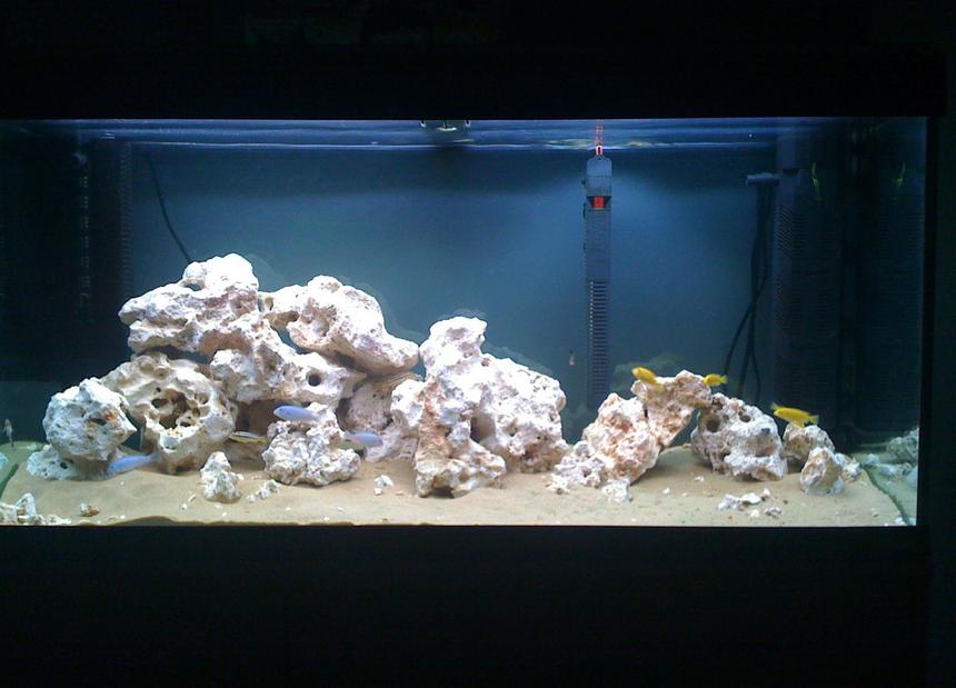 Rated #174: 55 Gallons Freshwater Fish Tank - NEW MALAWI!