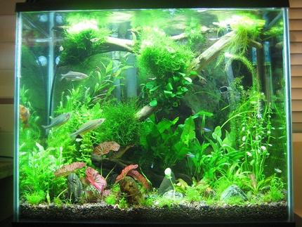 20 gallons planted tank (mostly live plants and fish) - 20 g planted tank with over 20 plant species, 41 fish and 22 shrimp. Not a spot of algea. I cant keep my hands out of it. Hope you enjoy it as much as I do.