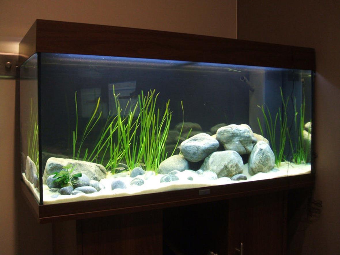 100 gallons freshwater fish tank (mostly fish and non-living decorations) - Test