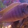 freshwater fish - maylandia lombardoi - blue kenyi cichlid stocking in 55 gallons tank