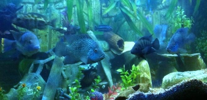 freshwater fish - herichthys carpinte - green texas cichlid stocking in 400 gallons tank - Texan Cichlids and a few others