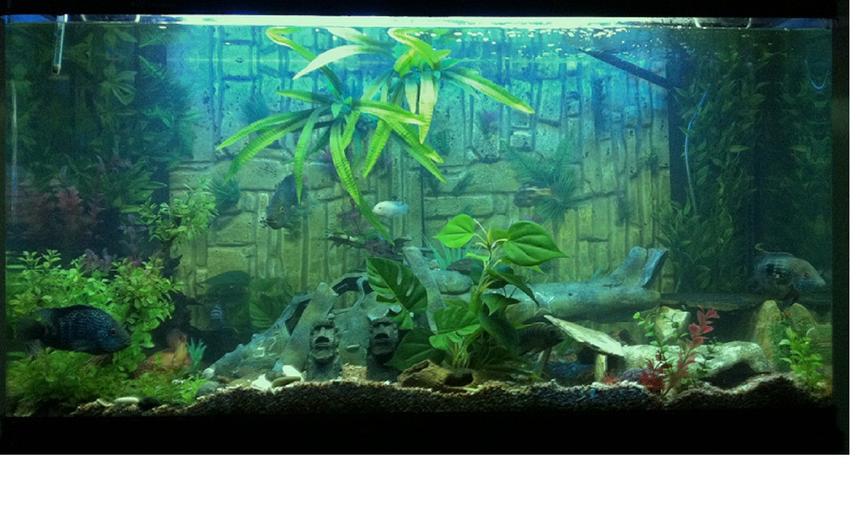 Rated #22: 400 Gallons Freshwater Fish Tank - Mixed Cichlid tank small stone bottom and all plastic plants.
