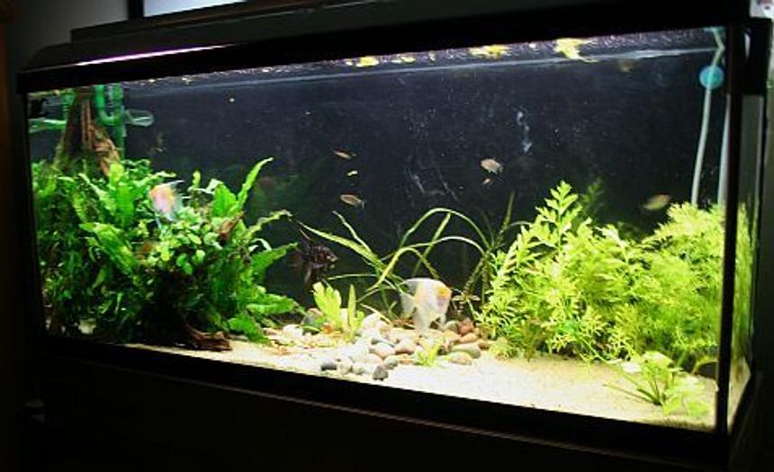 Rated #73: Planted Tank - 55g Planted
3 angefish
3 yoyo loaches
celestial pearl danios
cherry barbs
red eye tetra