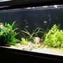 planted tank (mostly live plants and fish) - 55g Planted 3 angefish 3 yoyo loaches celestial pearl danios cherry barbs red eye tetra